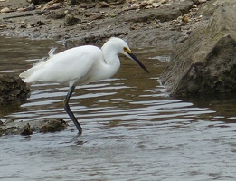 Snowy Egret